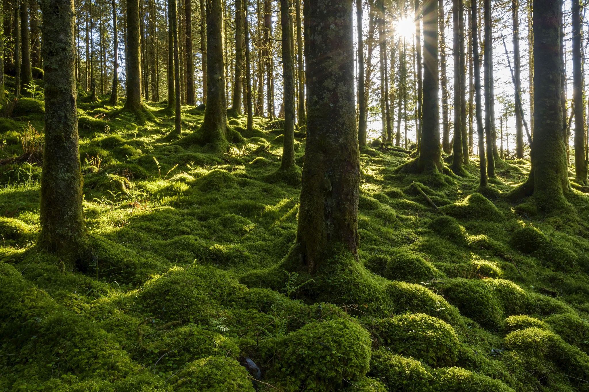 Moss covered ground and tree trunks in a conifer forest with the sun shining through the trees 